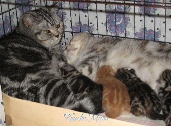 Пустите переночевать...