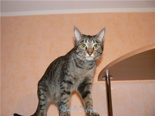 Я ль на свете всех сильнее, полосатей и тигрее?