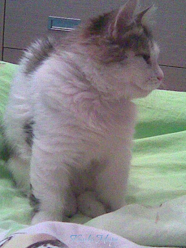 Маленькая киса