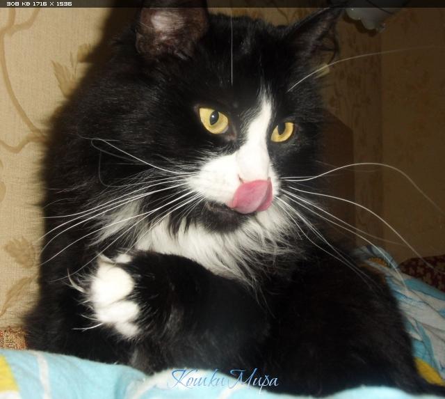 Нет, слышать-то слышу, а болтать, конечно, некогда - то жую, то облизываюсь