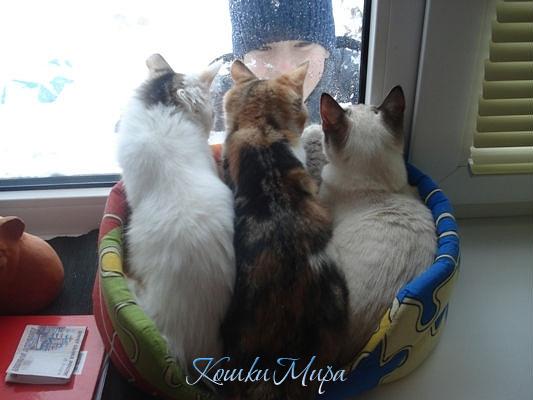 Три девицы под окном...