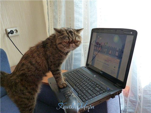 Ты, хозяйка, иди-иди, борщ пока свари..Сегодня моя очередь в кошках сидеть!