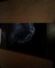 Котик в коробочке! :)