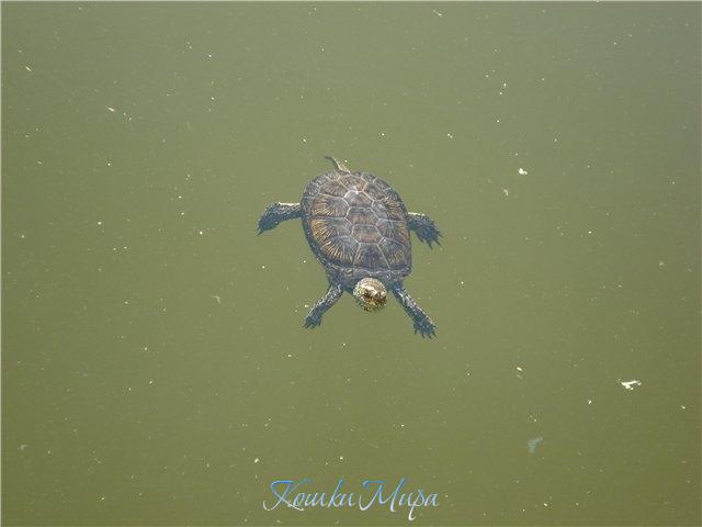 Черепашкам тоже жарко!