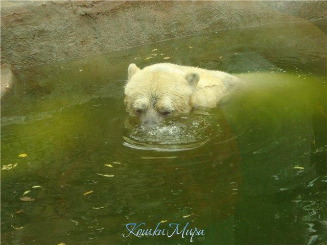 И мишкам жарко...