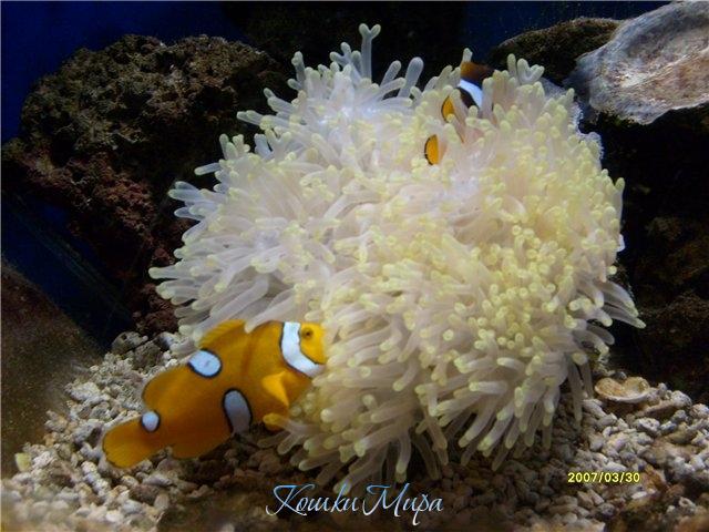 Подводный мир