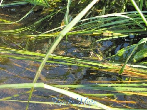 Апартаменты Царевны Лягушки