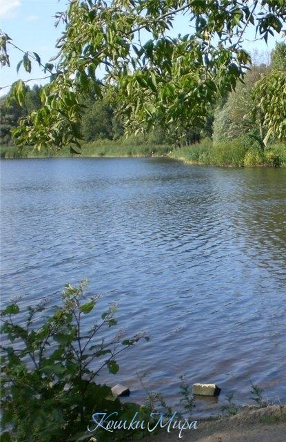 В час рассветный у тихой реки