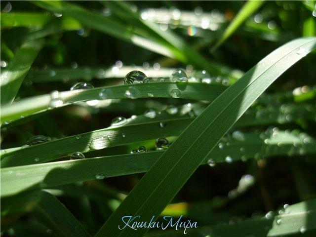 Жизнь капельки так недолговечна...