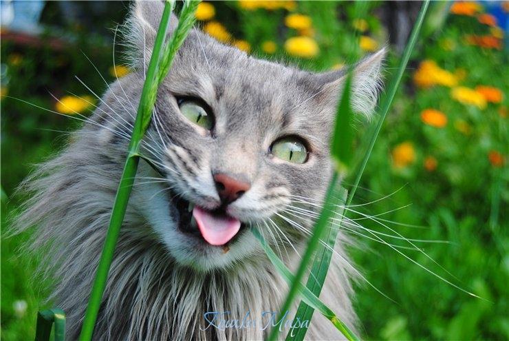 Минтооооооол