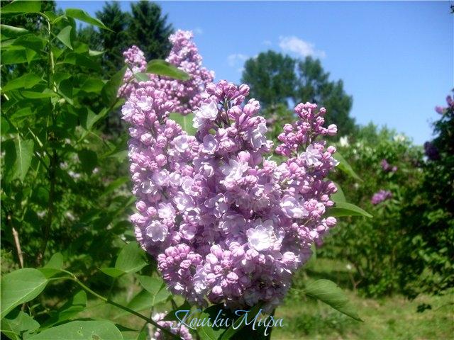 Плыл над городом запах сирени...