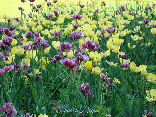 Вальс тюльпанов