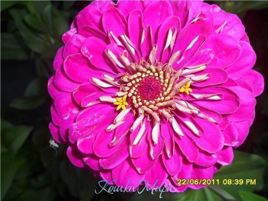 Красавица циния