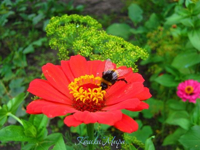 Шмель-труженик