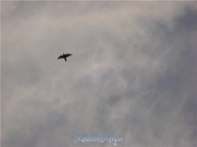 Мне бы в небо...