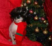 Чтоб на балу мог хорошо повесилиться-  Надень костюм ИНКОГНИТО!