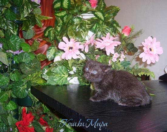 Черный котенок на черном столе: -"А вдруг меня потеряют?"