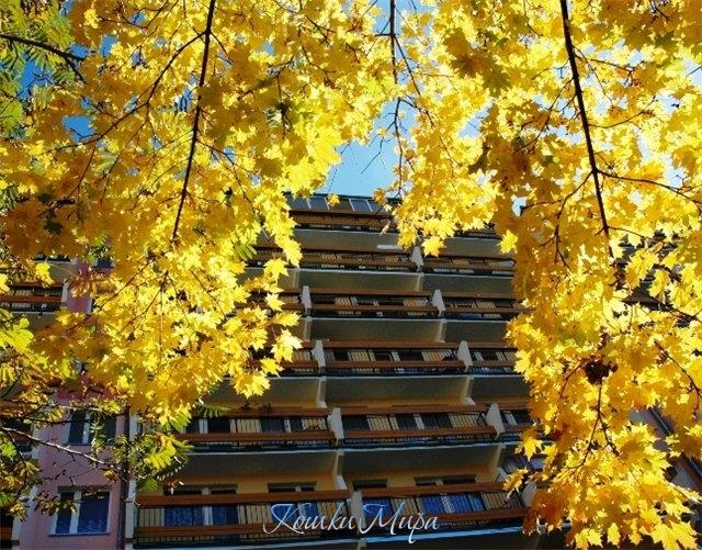 Золотое окно в осень...