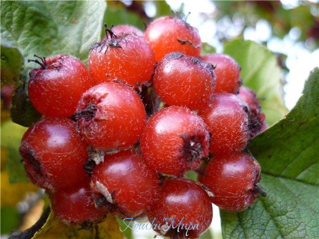 Подарок осени