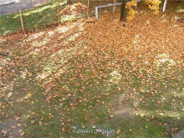 Заглянула осень в сад