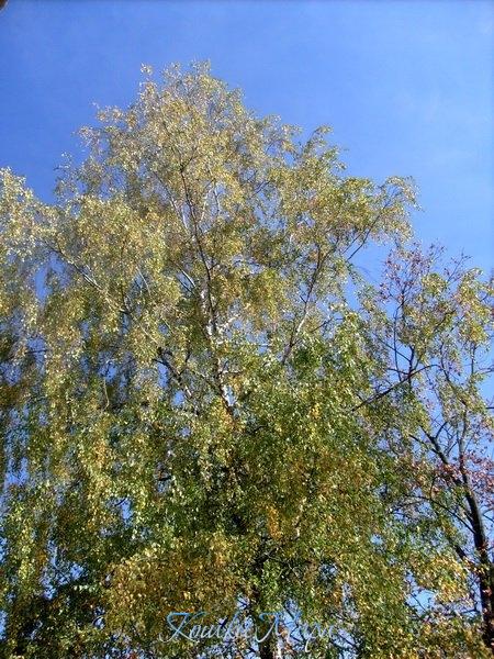 Березы желтою резьбой блестят в лазури голубой