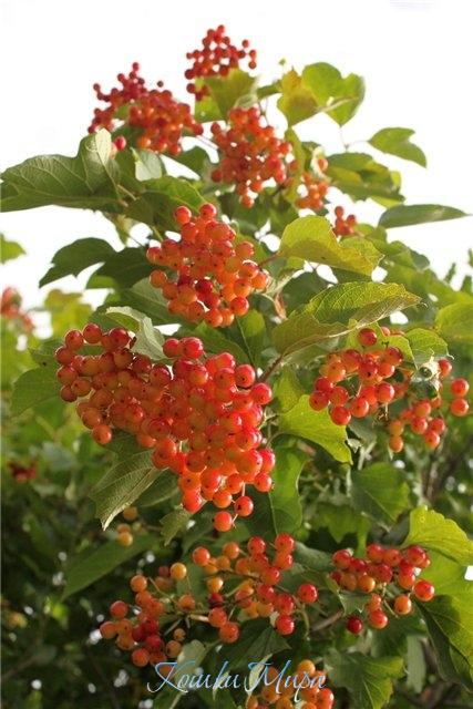 Калинка-малинка