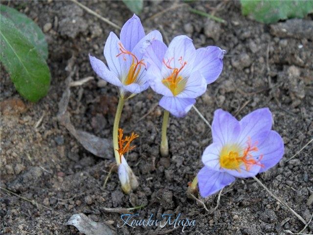 Предснежники