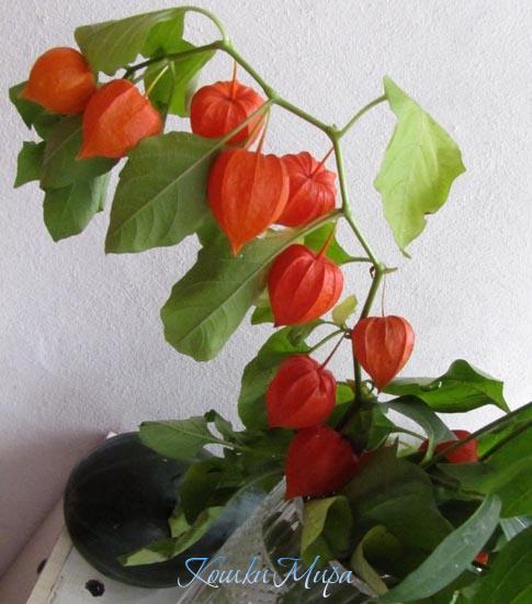 Кусочек осени в моём доме