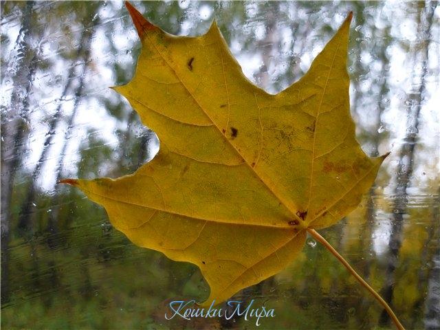 Одинокий лист