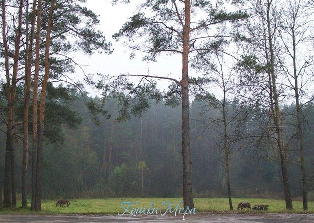 Октябрьская пастораль