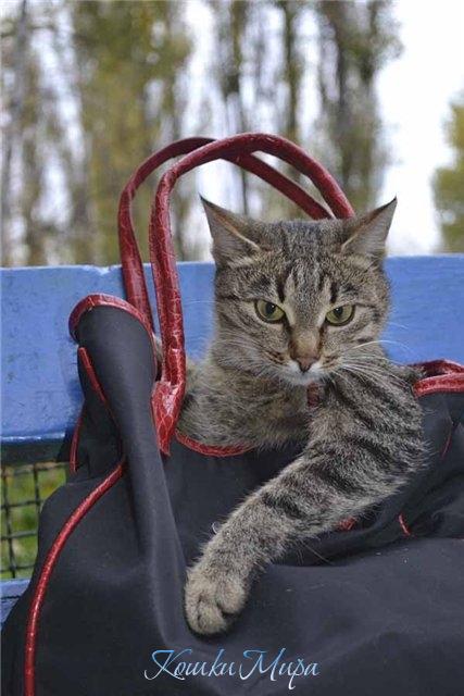 Эта сумка подходит мне больше