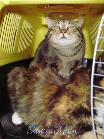 Что-то мамань, упаковочка маловата