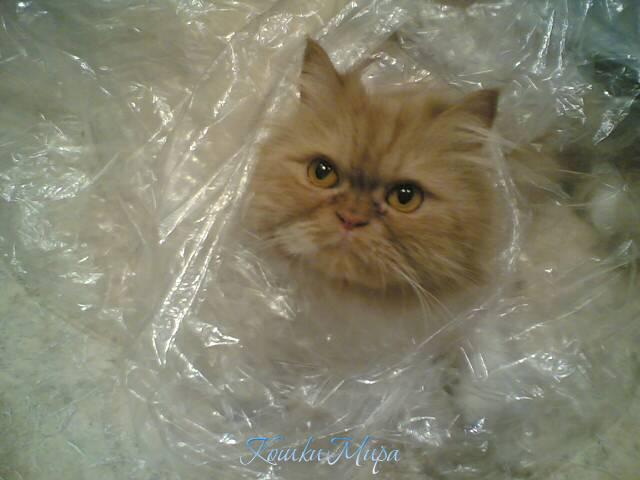 Я свою шубку берегу, как настоящая гламурная леди