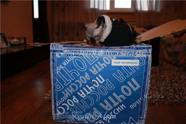 Ну, что там мой дядюшка мне прислал? Надеюсь не гуталин?