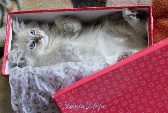 Котенок в упаковке