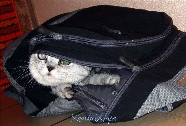 Шпионы как мы:)