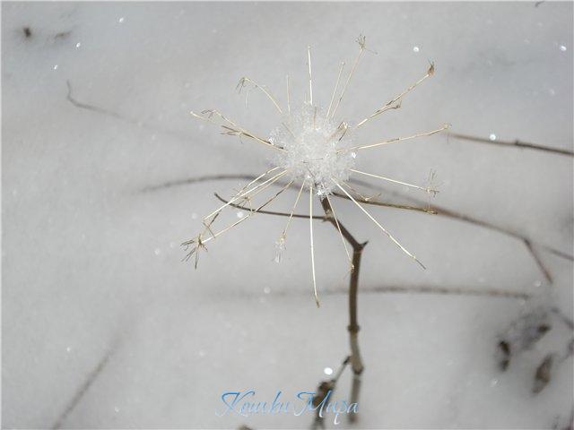 Цветок зимы