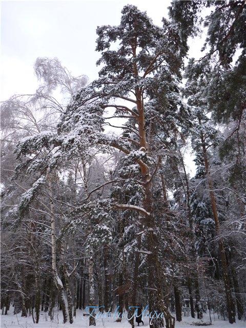 Лес из сказки