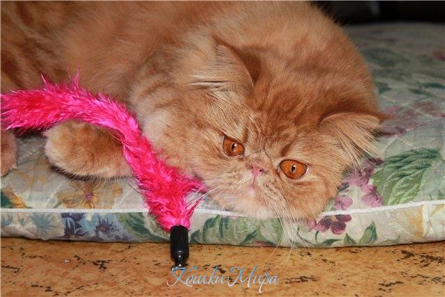 Этой кошке интересно всё на свет