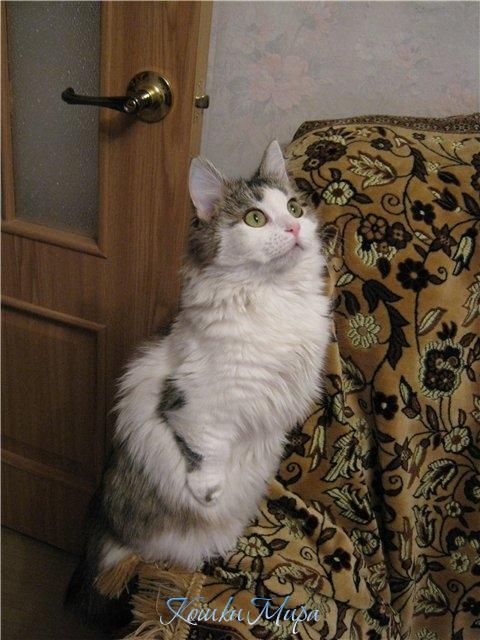 Эй, ты там, на потолке! Ты кто?