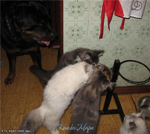 Кто ест мою еду?