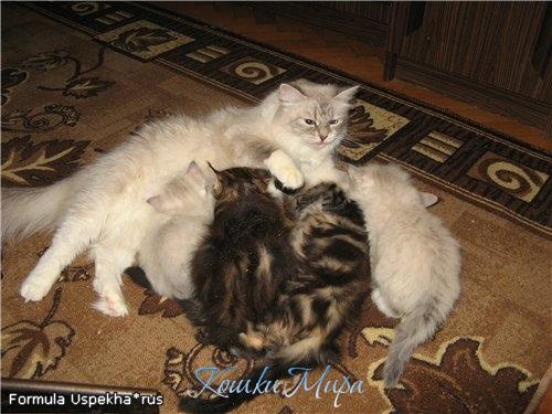 Все любят мамкино молочко