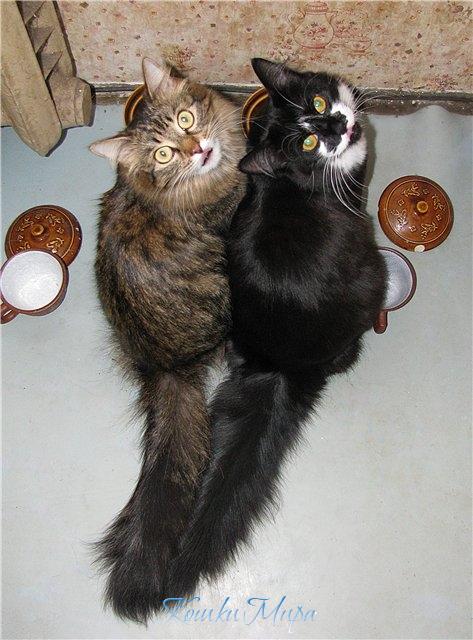 Все равно корм наш!