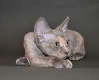 Долли Претти Егоза