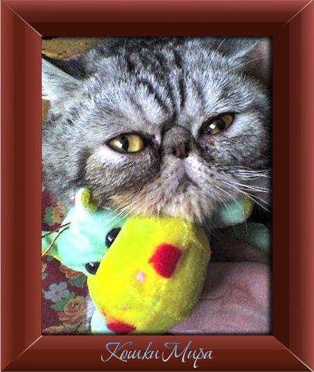 Экзот Дарсик