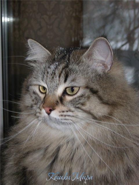 Портрет сибирского кота