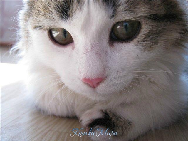 Ведь глаз твоих прекрасных свет