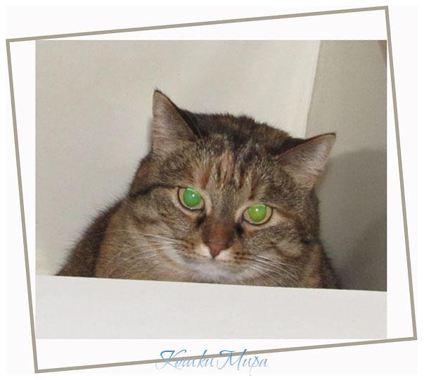 Круглая Найт вписалась в Квадрат