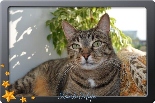 Арсений. Кот.