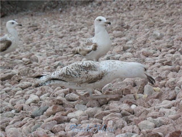 Лакомый кусочек
